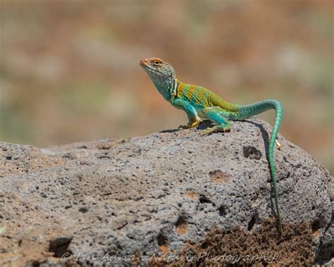 Arizona Lizards – Ian Adrian Nature Photography