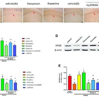 Xiaoyaosan Elevates The Expression Of And P AKT AKT In The