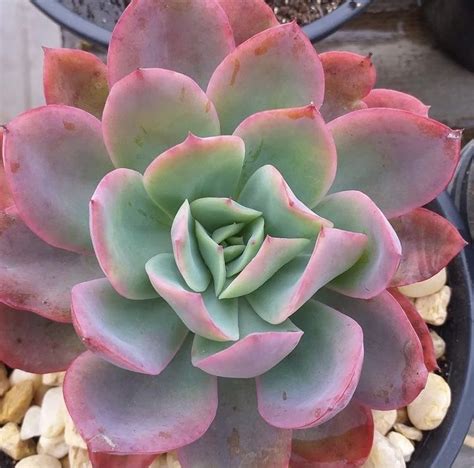 Suculenta Orelha De Gato Kalanchoe Tomentosa Artofit