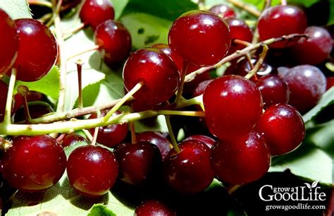 Small Batch Chokecherry Jelly from Foraged Fruit