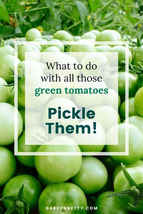 4 Ways To Pickled Green Tomatoes Artofit
