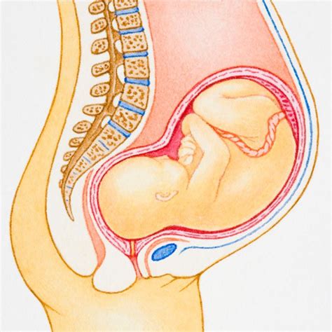 Position Du Foetus Famili Fr