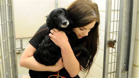 licking county animal shelter