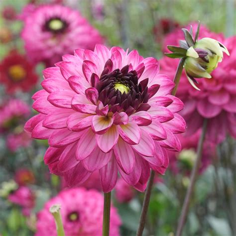 Dahlia Romantica Pro 3 Stück Blumenzwiebeln Kaufen