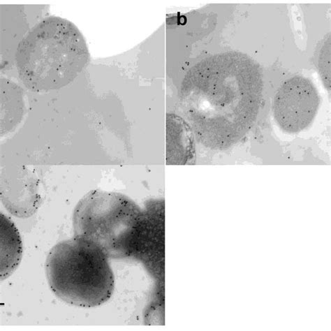 A Effect Of Temperature On Catalase Activity Extracellular And