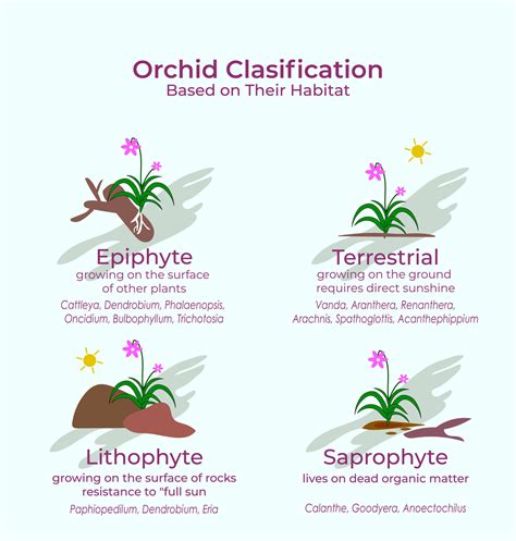 classification of orchid flower collection. Catteleya, Mokara ...