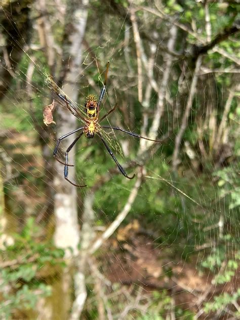 Hairy Golden Orb Weaving Spider From Addo Elephant National Park Za Ec