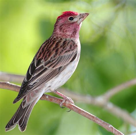 Cassins Finch The Western Counterpart To Our Purple Finch Attends