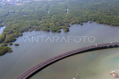 Luas Lahan Mangrove Di Bali Antara Foto