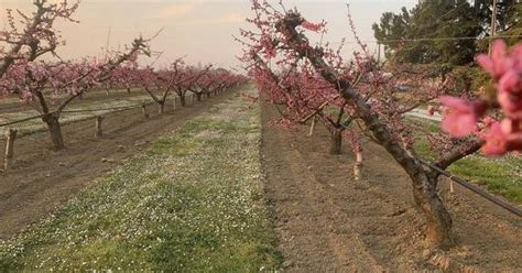 Peschi In Fiore Una Meraviglia Della Campagna Cesenate Cesena Home