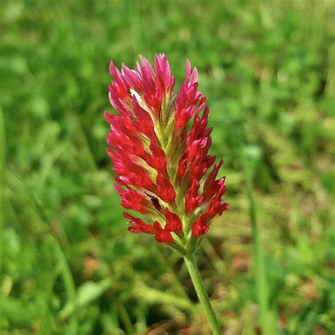 Cover Crop Crimson Clover Sow True Seed