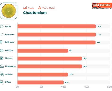 Chaetomium Species Allergy And Proper Treatment Mold Busters