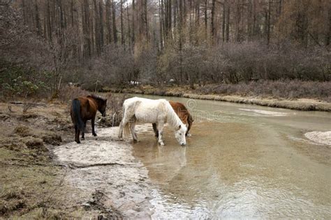 Horse Drinking Water By The River Stock Photo - Image of nature ...