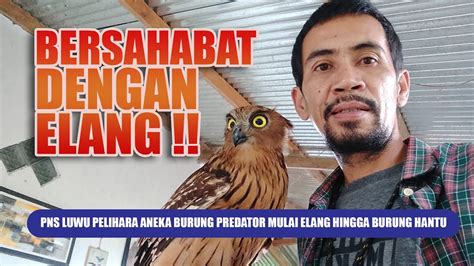 BERSAHABAT DENGAN ELANG PNS LUWU PELIHARA ANEKA BURUNG PREDATOR