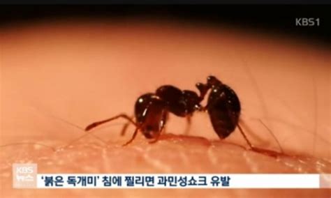 붉은 불개미 발견 미국에선 사람 사망 사례도 있어