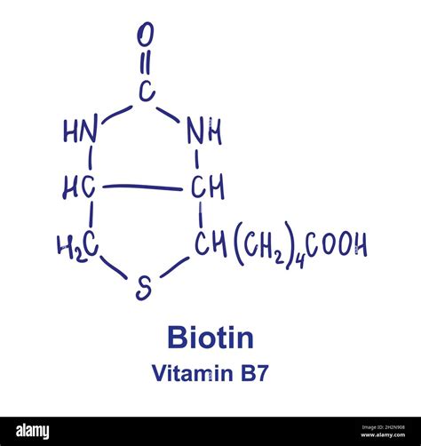 Estructura Qu Mica De La Biotina Ilustraci N Vectorial Dibujada A Mano