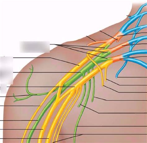 Plexus Brachialis Diagram Quizlet