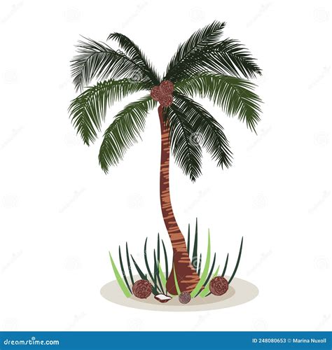 Standing Tropical Palm Tree With Coconuts Vector Illustration Stock