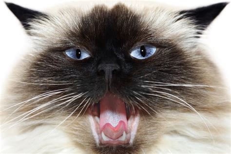 Himalayan Cat Facts Aspca® Pet Health Insurance
