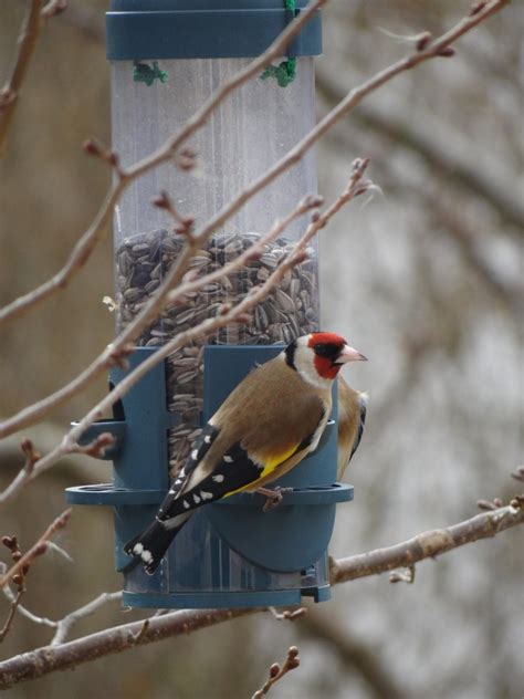 Winter Bird Feeding Tips for Happy and Healthy Backyard Birds