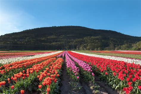 Bloom – The Abbotsford Tulip Festival - GlobalNews Events