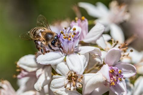 Fotos gratis naturaleza rama planta fotografía pétalo florecer