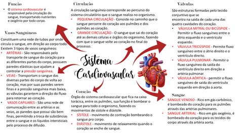 Mapa Mental Sistema Cardiovascular Ou Circulatório Artofit