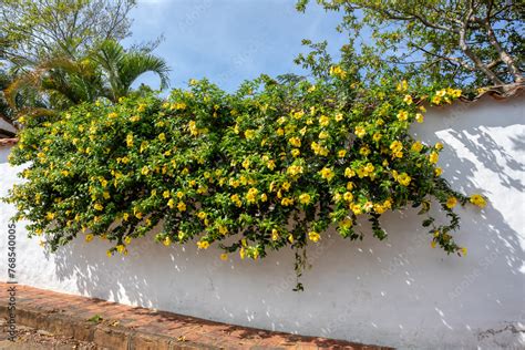 Allamanda Schottii Flower Commonly Known As Bush Allamanda Is A Shrub