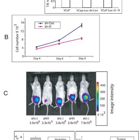 Knockdown Of The Tmprss Erg Fusion In Vcap Cells Decreases Cell