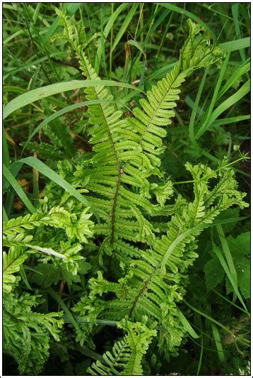 Irish Ferns Crested Male Fern