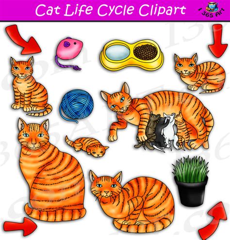 Cat Life Cycle Clipart Set Download - Clipart 4 School