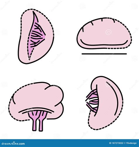 Spleen Line Icon Outline Symbol Vector Illustration Concept Sign