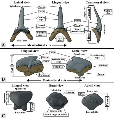 main terminology  elasmobranchs dental description adapted