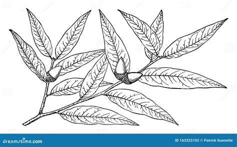 Branch Of Quercus Reticulata Vintage Illustration Cartoondealer