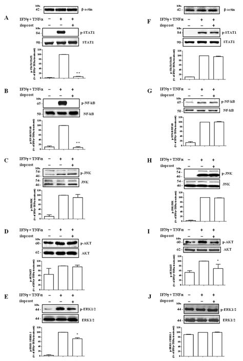 Ijms Free Full Text The Prostacyclin Analogue Iloprost Modulates