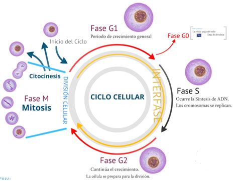 Ciclo Celular Artofit