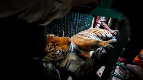 Indian Tiger Population Grows To More Than Ctv News