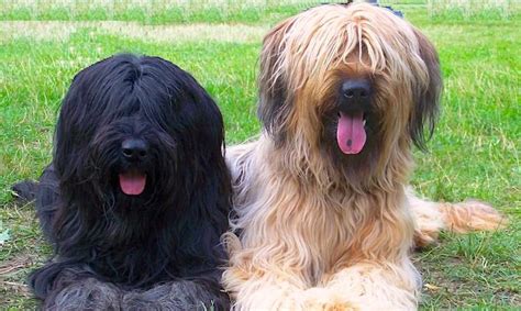 Briard 5 Key Things To Know About This Loyal Herding Dog Petful