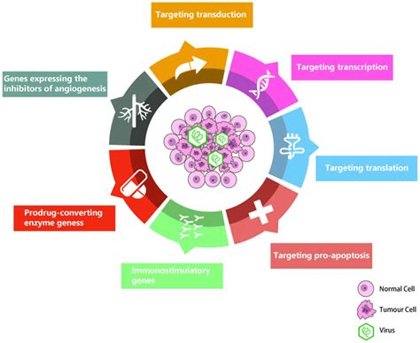 Advances In The Mechanisms Of Action Of Cancer Targeting Oncolytic