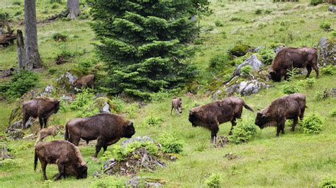 Asombroso El mundo animal alemán Germany Travel