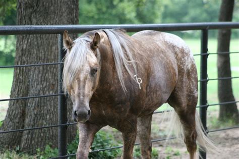 1000+ images about Appaloosa Color Ref on Pinterest | Appaloosa ...