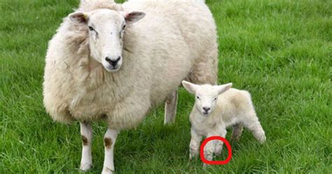 Pet Lamb Is Born With 5 Legs, But That Only Means There's More To Love