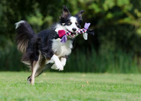 Free Images Meadow Play Sweet Cute Pet Playful Border Collie