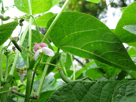 Green Bean Leaves Turning Yellow Causes Solutions