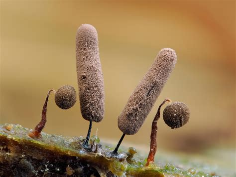 Behold The Surreal Magic And Mystery Of Slime Molds