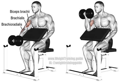 Dumbbell Preacher Curl An Isolation Pull Exercise Main Muscles Worked Brachialis Biceps