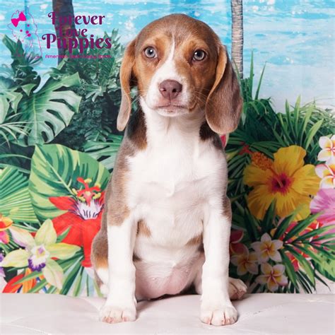 Beagle Puppies for Sale | Forever Love Puppies