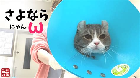 去勢した夫のタマタマが無くなっていることに気づいた妻の反応がこちら【奇跡のイクメン猫】 Youtube