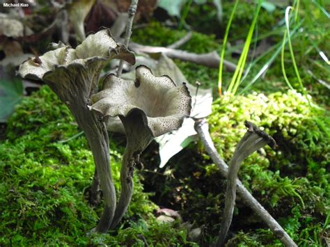 Craterellus fallax - Alchetron, The Free Social Encyclopedia