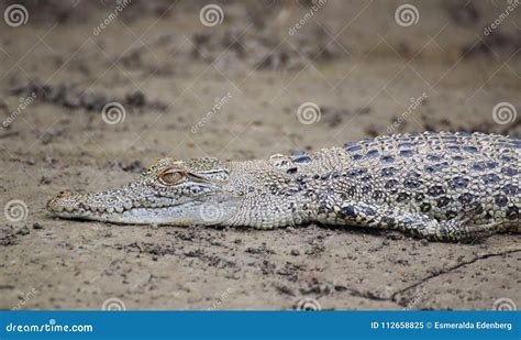 Crocodile baby stock image. Image of baby, small, resting - 112658825